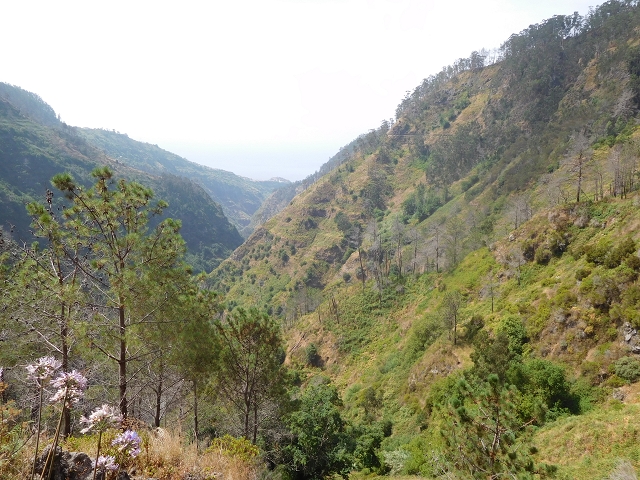 12 August 2015 morning, new Levada Nova in the Ponta do Sol valley — From Covas to the end — photo 39