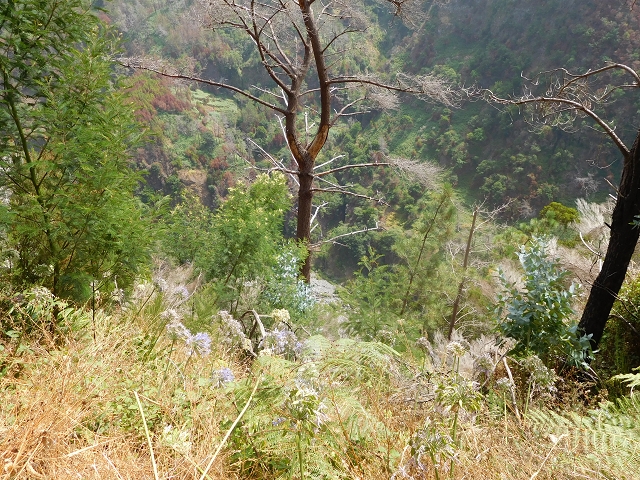 12 August 2015 morning, new Levada Nova in the Ponta do Sol valley — From Covas to the end — photo 43