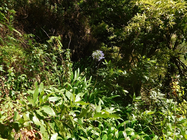 12 August 2015 morning, new Levada Nova in the Ponta do Sol valley — From Covas to the end — photo 49