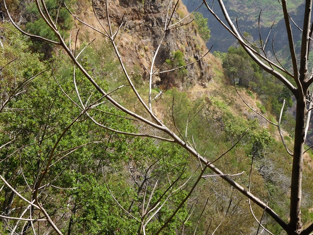 12 August 2015 morning, new Levada Nova in the Ponta do Sol valley — From Covas to the end — photo 51