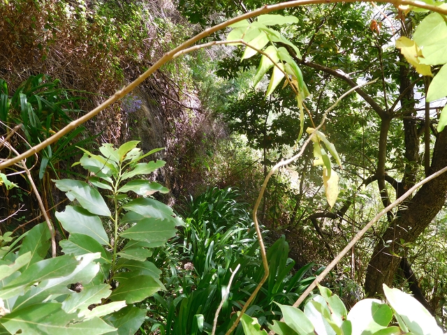 12 August 2015 morning, new Levada Nova in the Ponta do Sol valley — From Covas to the end — photo 52