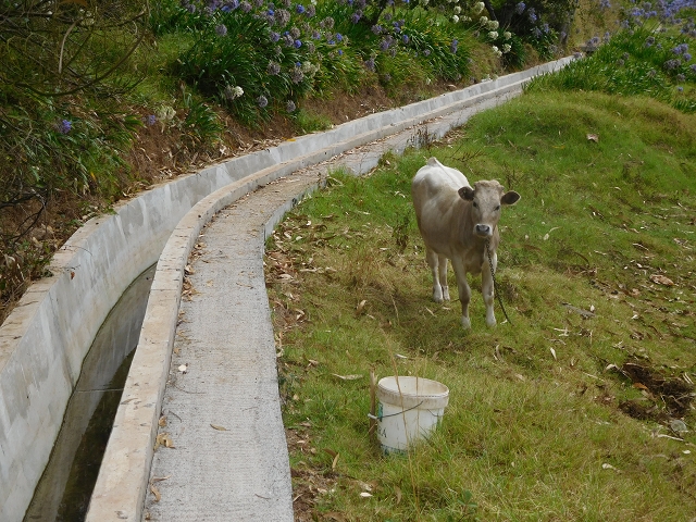 12 August 2015 morning, new Levada Nova in the Ponta do Sol valley — From Covas to the end — photo 4