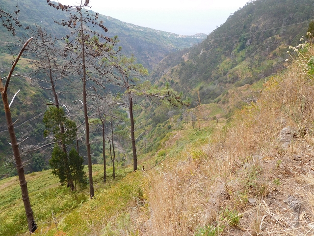 12 August 2015 morning, new Levada Nova in the Ponta do Sol valley — Back to the starting point — photo 16