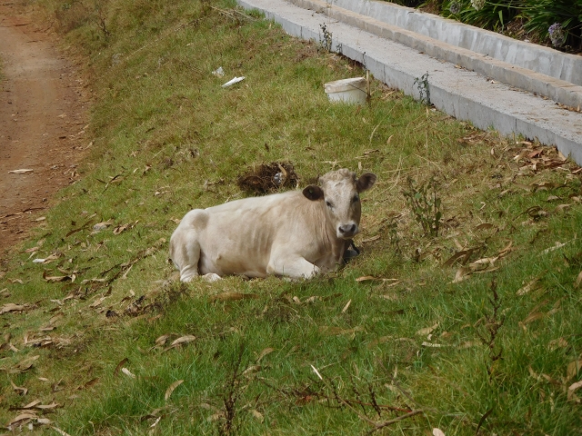 12 August 2015 morning, new Levada Nova in the Ponta do Sol valley — Back to the starting point — photo 23