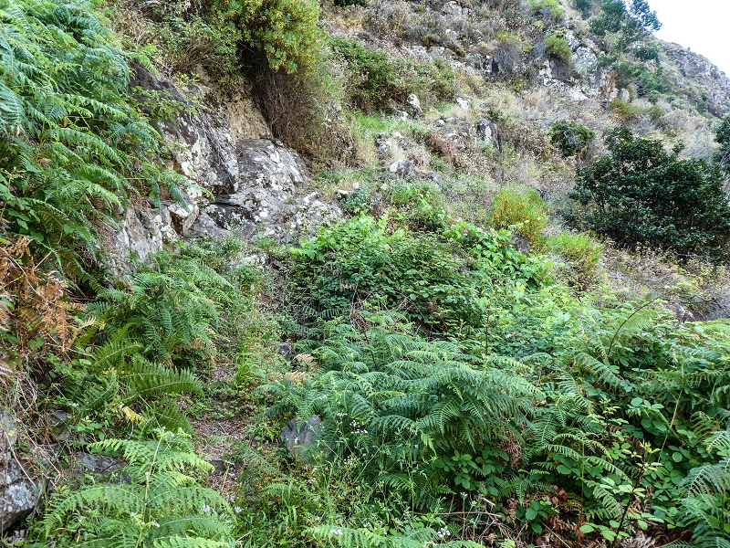 13.05.2019 Ein neuer Aufstieg von Meia Legua nach Eira do Mourao, und die Rätsel der s der Levadas de Baixo und Meio — Subida de Meia Legua até ao troço com corda — foto 13