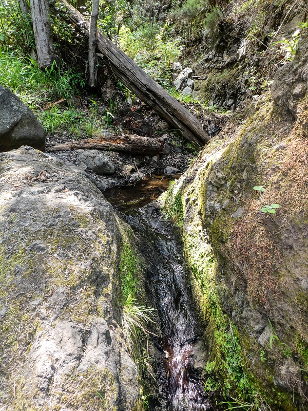13.05.2019 Ein neuer Aufstieg von Meia Legua nach Eira do Mourao, und die Rätsel der s der Levadas de Baixo und Meio — Até à Madre da Levada de Baixo — foto 9