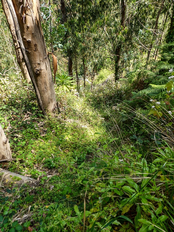 13.05.2019 Ein neuer Aufstieg von Meia Legua nach Eira do Mourao, und die Rätsel der s der Levadas de Baixo und Meio — Subida à Levada do Meio — foto 1