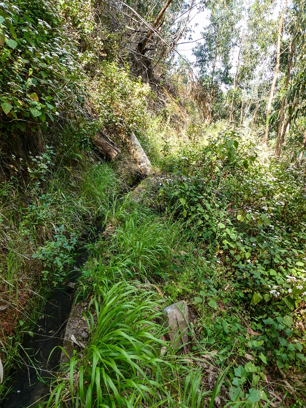 13.05.2019 Ein neuer Aufstieg von Meia Legua nach Eira do Mourao, und die Rätsel der s der Levadas de Baixo und Meio — Levada do Meio — foto 6