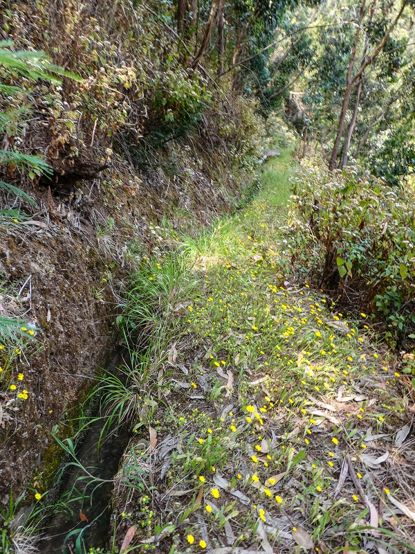 13.05.2019 Ein neuer Aufstieg von Meia Legua nach Eira do Mourao, und die Rätsel der s der Levadas de Baixo und Meio — Levada do Meio — foto 8