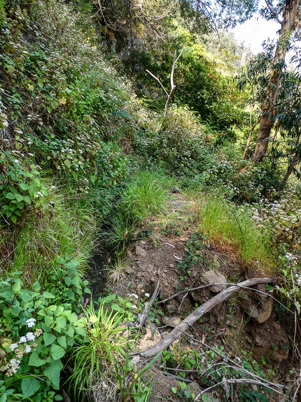 13.05.2019 Ein neuer Aufstieg von Meia Legua nach Eira do Mourao, und die Rätsel der s der Levadas de Baixo und Meio — Levada do Meio — foto 10