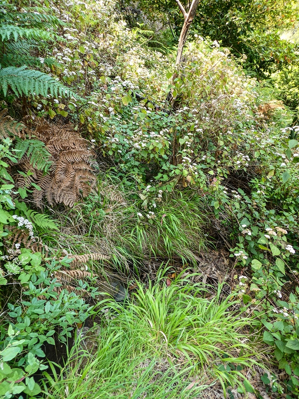 13.05.2019 Ein neuer Aufstieg von Meia Legua nach Eira do Mourao, und die Rätsel der s der Levadas de Baixo und Meio — Levada do Meio — foto 11