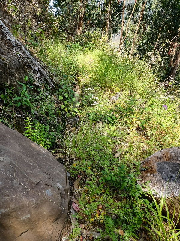 13.05.2019 Ein neuer Aufstieg von Meia Legua nach Eira do Mourao, und die Rätsel der s der Levadas de Baixo und Meio — Levada do Meio — foto 12