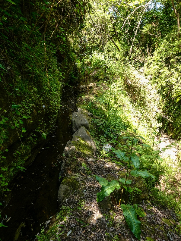13.05.2019 Ein neuer Aufstieg von Meia Legua nach Eira do Mourao, und die Rätsel der s der Levadas de Baixo und Meio — Levada do Meio — foto 16