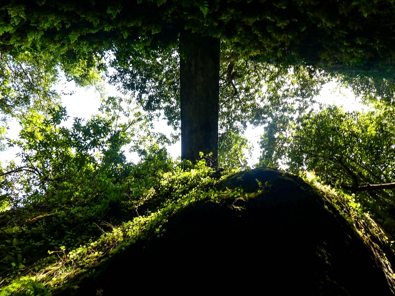 Levada do Meio — Schlucht der Ribeira Funda — Foto 6