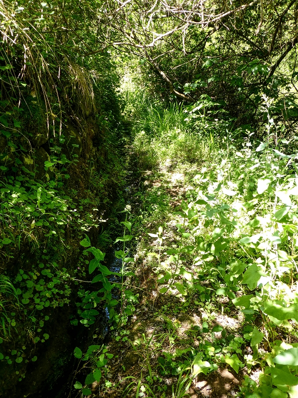 13.05.2019 Ein neuer Aufstieg von Meia Legua nach Eira do Mourao, und die Rätsel der s der Levadas de Baixo und Meio — Levada do Meio — foto 13