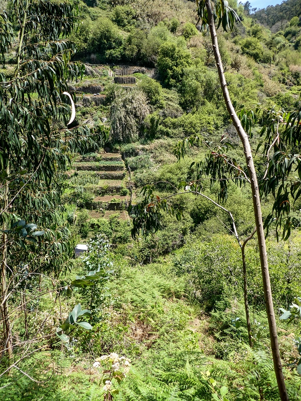 13.05.2019 Ein neuer Aufstieg von Meia Legua nach Eira do Mourao, und die Rätsel der s der Levadas de Baixo und Meio — Levada do Meio — foto 3