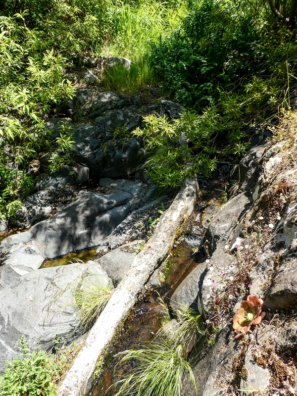 13.05.2019 Ein neuer Aufstieg von Meia Legua nach Eira do Mourao, und die Rätsel der s der Levadas de Baixo und Meio — A Levadinha de Baixo superior — foto 7