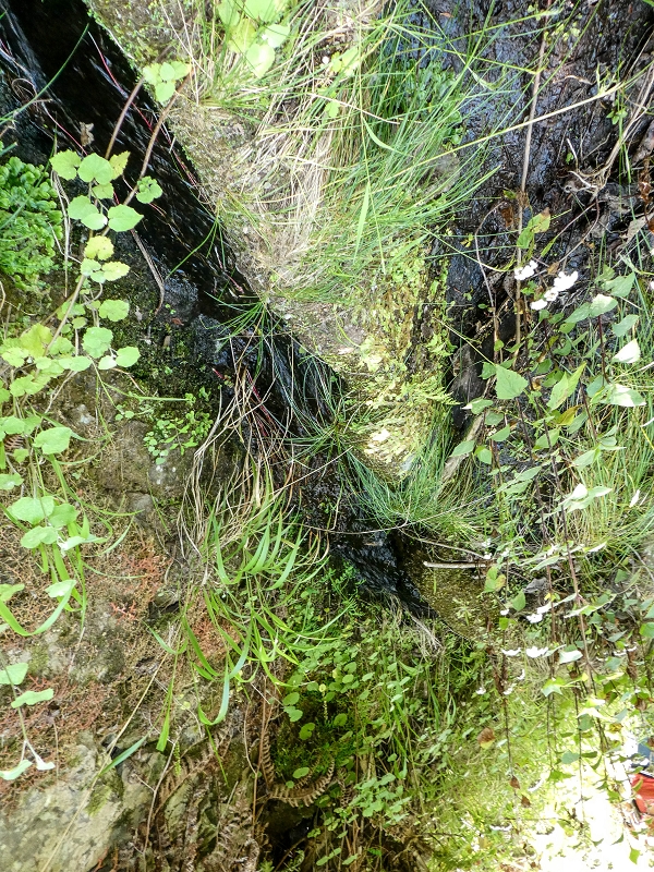 13.05.2019 Ein neuer Aufstieg von Meia Legua nach Eira do Mourao, und die Rätsel der s der Levadas de Baixo und Meio — A Levadinha de Baixo superior — foto 11