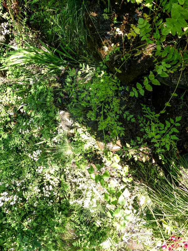 13.05.2019 Ein neuer Aufstieg von Meia Legua nach Eira do Mourao, und die Rätsel der s der Levadas de Baixo und Meio — A Levadinha de Baixo superior — foto 13