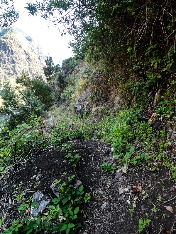 13.05.2019 Ein neuer Aufstieg von Meia Legua nach Eira do Mourao, und die Rätsel der s der Levadas de Baixo und Meio — Subida de Meia Legua até ao troço com corda — foto 19