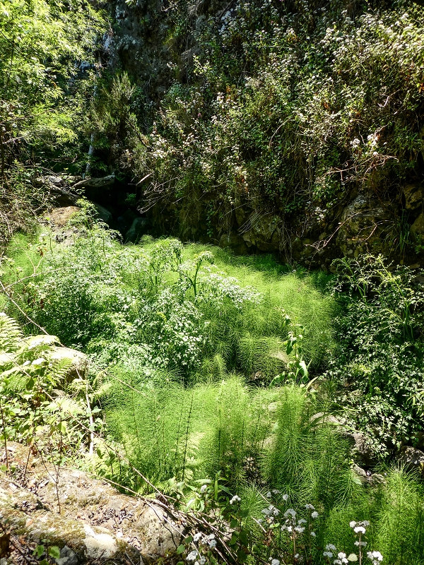 Levada de Baixo — Die Rätselhafte Quelle oberhalb der Madre und die Levadinha de Baixo superior — Foto 7