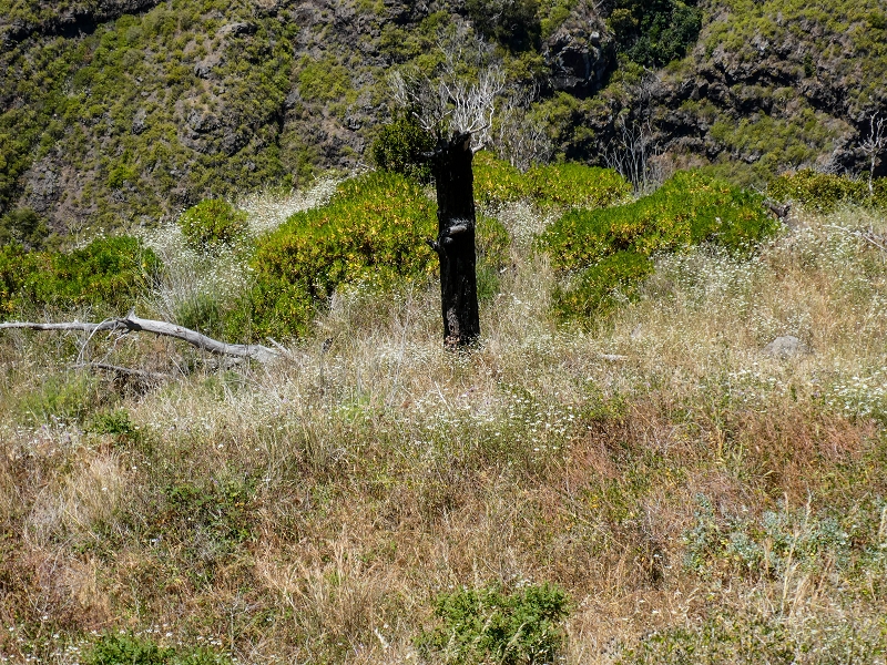 13.05.2019 Ein neuer Aufstieg von Meia Legua nach Eira do Mourao, und die Rätsel der s der Levadas de Baixo und Meio — Na Levada de Baixo — foto 55