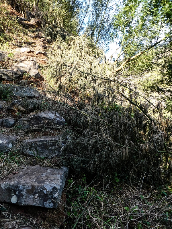 13.05.2019 Ein neuer Aufstieg von Meia Legua nach Eira do Mourao, und die Rätsel der s der Levadas de Baixo und Meio — Troço com corda e degraus desbravados — foto 6
