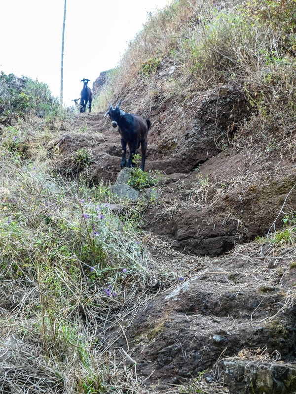 13.05.2019 Ein neuer Aufstieg von Meia Legua nach Eira do Mourao, und die Rätsel der s der Levadas de Baixo und Meio — Troço com corda e degraus desbravados — foto 7