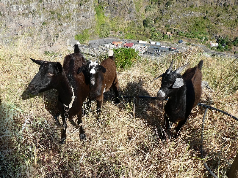 13.05.2019 Ein neuer Aufstieg von Meia Legua nach Eira do Mourao, und die Rätsel der s der Levadas de Baixo und Meio — Troço com corda e degraus desbravados — foto 8