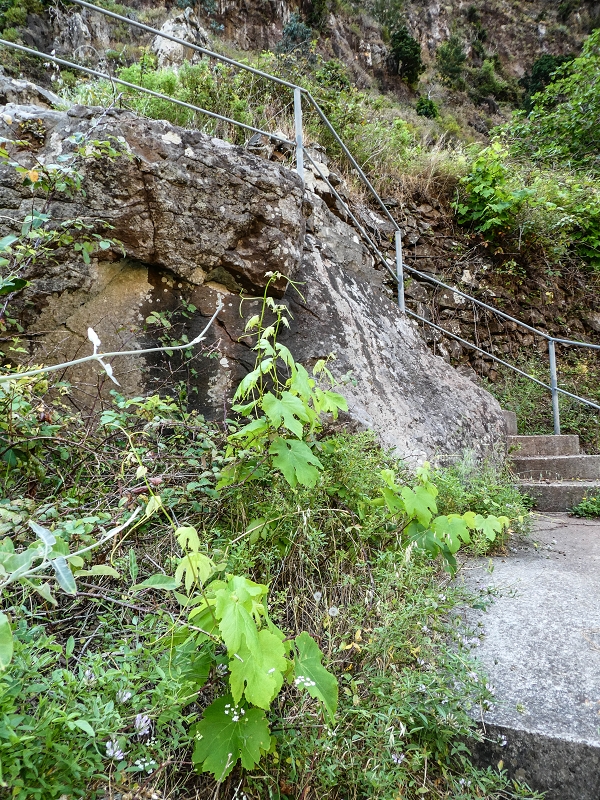 13.05.2019 Ein neuer Aufstieg von Meia Legua nach Eira do Mourao, und die Rätsel der s der Levadas de Baixo und Meio — Subida de Meia Legua até ao troço com corda — foto 8