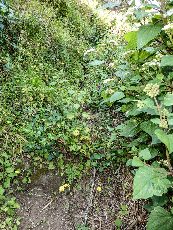 13.05.2019 Ein neuer Aufstieg von Meia Legua nach Eira do Mourao, und die Rätsel der s der Levadas de Baixo und Meio — Seguindo para Eira do Mourao — foto 8