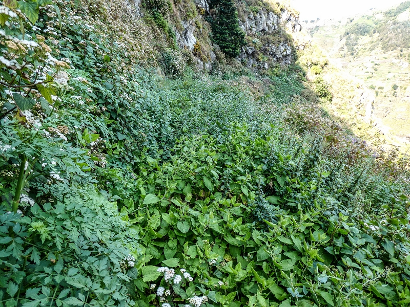 13.05.2019 Ein neuer Aufstieg von Meia Legua nach Eira do Mourao, und die Rätsel der s der Levadas de Baixo und Meio — Seguindo para Eira do Mourao — foto 11