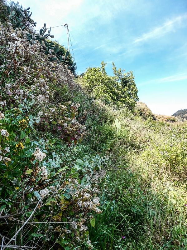 13.05.2019 Ein neuer Aufstieg von Meia Legua nach Eira do Mourao, und die Rätsel der s der Levadas de Baixo und Meio — Seguindo para Eira do Mourao — foto 16