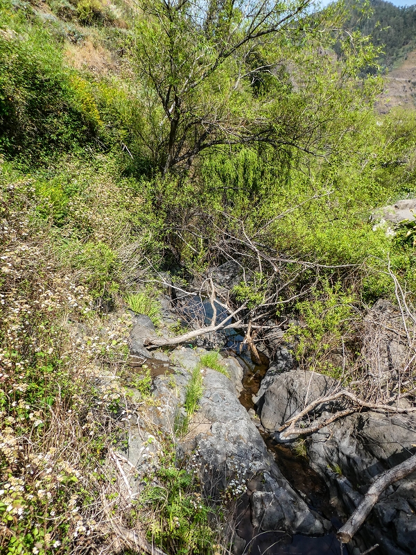 13.05.2019 Ein neuer Aufstieg von Meia Legua nach Eira do Mourao, und die Rätsel der s der Levadas de Baixo und Meio — Até à Levada de Baixo — foto 10