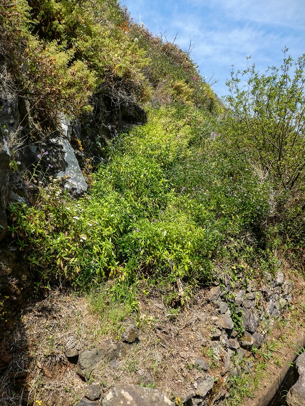 13.05.2019 Ein neuer Aufstieg von Meia Legua nach Eira do Mourao, und die Rätsel der s der Levadas de Baixo und Meio — Até à Levada de Baixo — foto 12