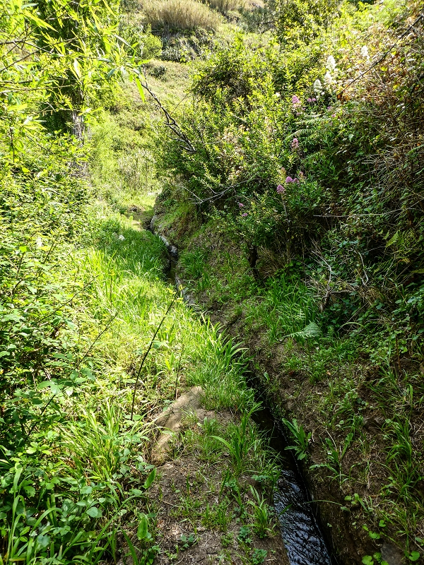 13.05.2019 Ein neuer Aufstieg von Meia Legua nach Eira do Mourao, und die Rätsel der s der Levadas de Baixo und Meio — Até à Madre da Levada de Baixo — foto 3