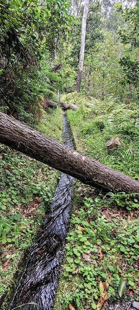 Levada dos Agriões — Madre depois do traçado no ribeiro — foto 3