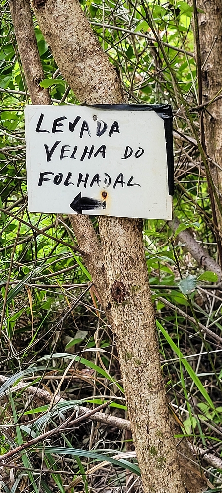 13.06.2022 3 neue Levadas westlich von Rosario — Subida à 2.ª Madre da Levada dos Agrioes — foto 7
