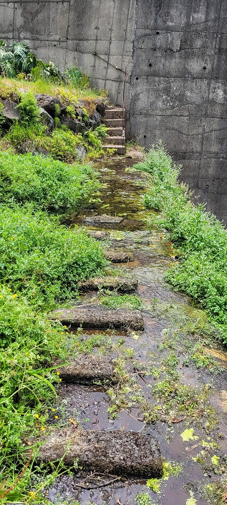 Levada da Achada do Beirão — Die Madre in der Ribeira do Vargem — Foto 3