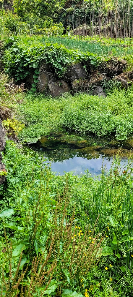 Levada da Achada do Beirão — Die Madre in der Ribeira do Vargem — Foto 4