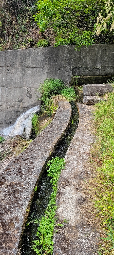 13.06.2022 3 neue Levadas westlich von Rosario — Na Levada da Achada do Beirao até à Madre e de regresso — foto 10