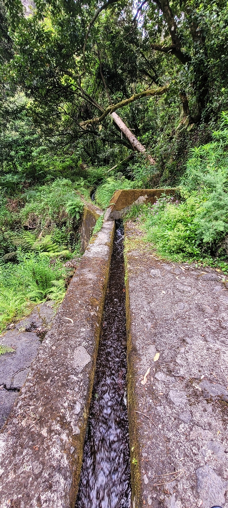 13.06.2022 3 neue Levadas westlich von Rosario — Subida à 2.ª Madre da Levada dos Agrioes — foto 8