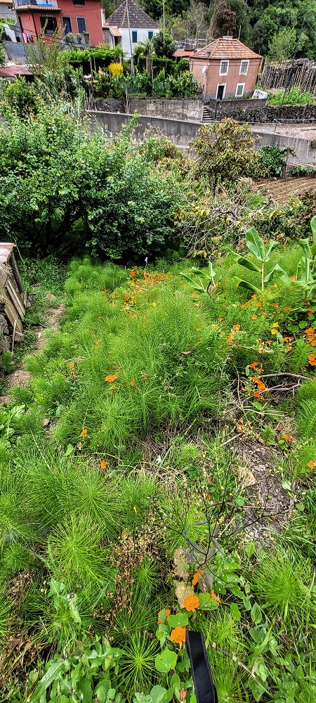 Levada da Achada do Beirão — Durch die Gärten bis zur Kreuzung mit dem Caminho do Estreito da Vargem — Foto 3