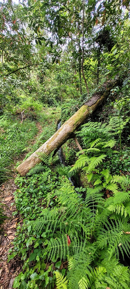 13.06.2022 3 neue Levadas westlich von Rosario — Subida à 2.ª Madre da Levada dos Agrioes — foto 9