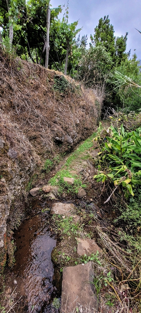 13.06.2022 3 neue Levadas westlich von Rosario — Até Vargem e subida à Levada da Faja do Rodrigues — foto 5