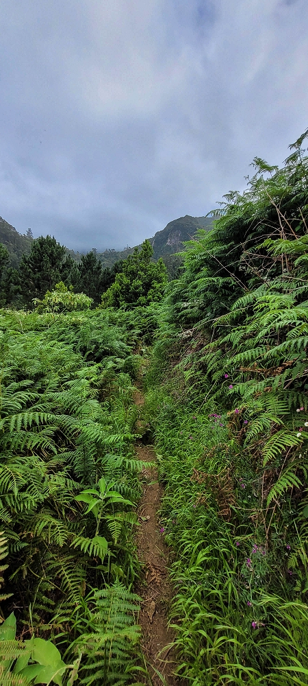 13.06.2022 3 neue Levadas westlich von Rosario — Até Vargem e subida à Levada da Faja do Rodrigues — foto 6