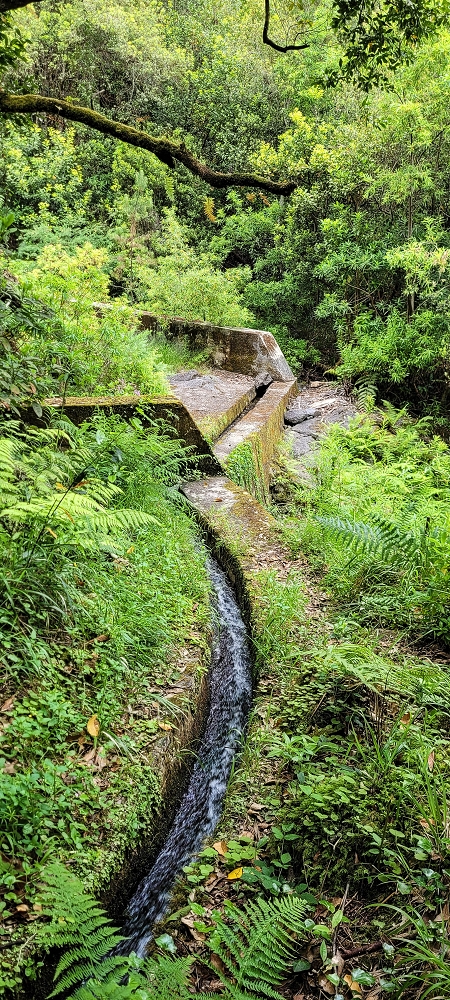 13.06.2022 3 neue Levadas westlich von Rosario — Subida à 2.ª Madre da Levada dos Agrioes — foto 10
