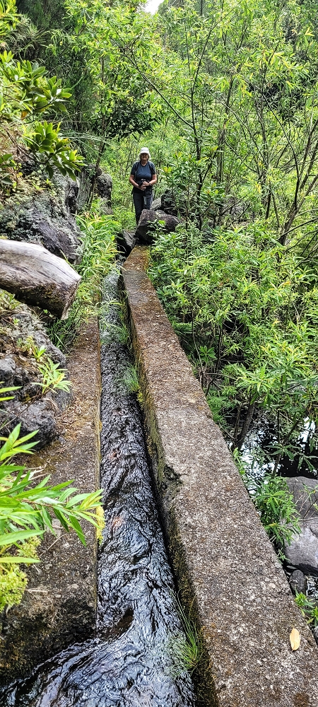 13.06.2022 3 neue Levadas westlich von Rosario — Subida à 2.ª Madre da Levada dos Agrioes — foto 14