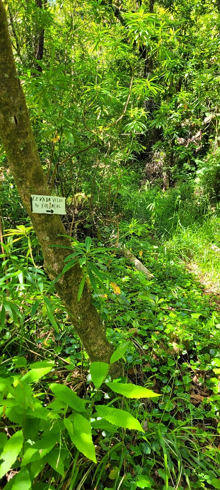 13.06.2022 3 neue Levadas westlich von Rosario — Ao longo dos 'indicadores' até à primeira Madre da Levada dos Agrioes — foto 1