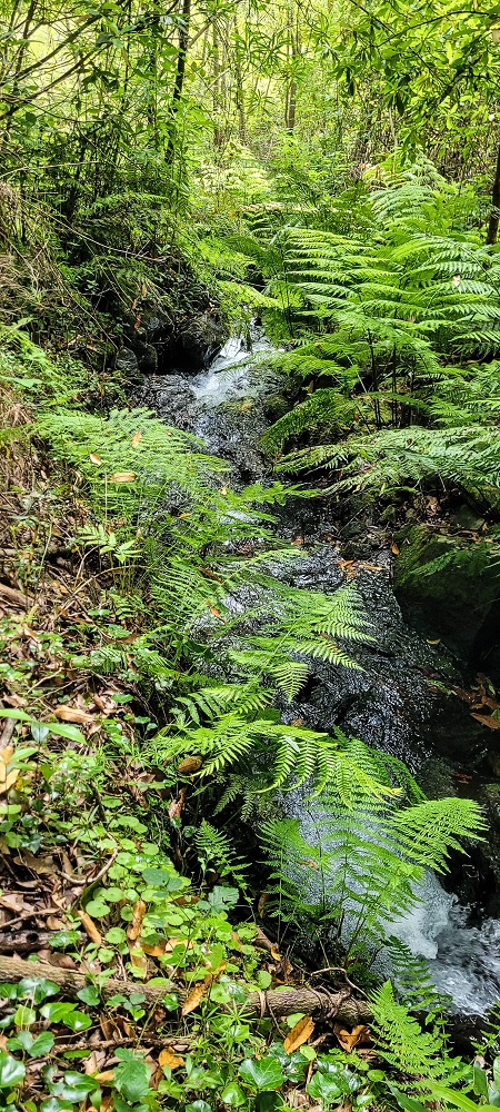 Levada dos Agriões — O traçado no leito do ribeiro — foto 1